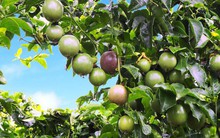 Hoàng Anh Gia Lai lỗ ròng 58,5 tỷ đồng trong quý 4/2017, cả năm lãi ròng 629 tỷ