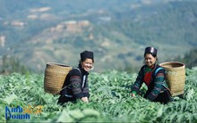 Chuyện người nghèo đổi phận nhờ “kho báu từ cỏ cây”