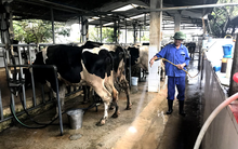 CEO GTNFoods đăng ký bán toàn bộ 3,65 triệu cổ phiếu