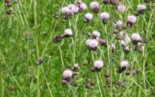 1,6 triệu tấn lúa mì nhập khẩu vào Việt Nam nhiễm cỏ kế đồng nguy hiểm