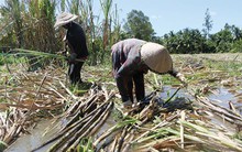 Giá giảm sâu, vùng mía ĐBSCL lao đao