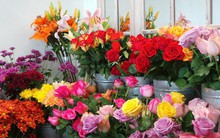 Cận 20/10, hoa tươi tăng chóng mặt giá gấp 2-3 lần ngày thường nhưng vẫn cháy hàng