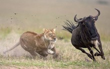 Đón nhận kết quả quý 3 không như mong đợi, nhà đầu tư vội vàng “thoát hàng” nhiều cổ phiếu “nóng”