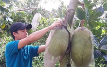 Nông dân Tiền Giang trúng đậm mùa mít Thái siêu sớm