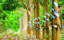 Làm tốt được khâu thu mua, cao su Việt Nam sẽ khó bị 'ép giá'