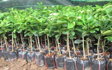 Vinaseed (NSC): 9 tháng lãi sau thuế 156 tỷ đồng, hoàn thành 61% kế hoạch năm 2018