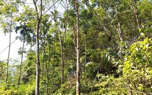 Ồ ạt chặt bỏ cây cao su để… làm củi