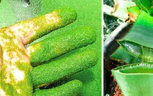 Nhìn thì ngon nhưng chớ dại ăn phải 5 loài cây này, tất cả đều là kịch độc