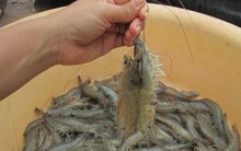 Phải chặn hàng Trung Quốc mượn đường sang Mỹ!