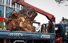 "Đường đi" của các loại cây xanh bị đốn hạ ở TP HCM