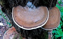 Vì sao uống nấm linh chi người đàn ông lại phải nhập viện cấp cứu?