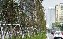 Loạt cây phong Hà Nội lá chớm đỏ đã tàn?
