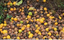 Nông dân xứ Nghệ rơi nước mắt nhìn cam rụng vàng gốc