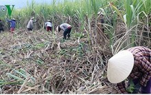 Sau vụ "mía đắng", nguy cơ nông dân ở Phú Yên sẽ bỏ trồng mía
