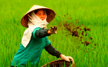 Khó khăn bao vây, Phân bón Miền Nam (SFG) còn phải xử lý 5 khoản nợ không thể thu hồi