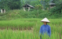 Mua giống trôi nổi ngoài thị trường, dân lĩnh hậu quả