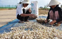 Bất lực bảo vệ thương hiệu tỏi Lý Sơn