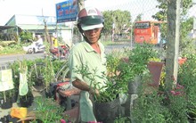 Giống hoa thạch thảo đỏ “cháy hàng” khi lần đầu tiên xuất hiện ở Sa Đéc