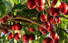 Thực hư về loại cà chua có giá cả triệu đồng/kg?