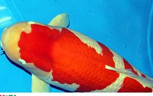 Ngắm cá Koi đắt nhất thế giới giá gần 42 tỷ đồng