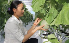 Hà Tĩnh: Cô gái 9x xinh đẹp nhận giải Lương Định Của nhờ 4000m2 nhà màng trồng dưa thu tiền tỷ