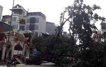 Hà Nội: Cây đa bật gốc chắn ngang đường Tôn Đức Thắng, giao thông tê liệt