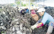 Nông dân chán nản "ủ" khoai, chờ... thương lái