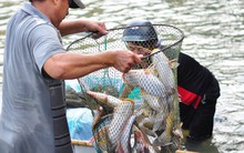 Cá mắc kẹt đầy chân đập hồ thủy điện Trị An