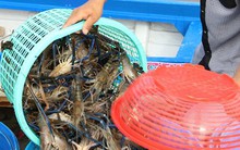 Nông dân Cà Mau trúng đậm tôm càng xanh trái vụ