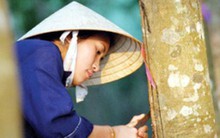 Cao su Phước Hòa (PHR mẹ): Quý 3 lãi 180 tỷ đồng tăng 82% so với cùng kỳ