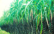 Ông Lê Văn Tiến, Ủy viên HĐQT Mía đường Lam Sơn vừa từ trần