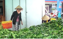 Chủ tịch tỉnh Cà Mau lệnh kiểm tra việc thương lái thu mua lá nhàu tươi