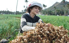 Một doanh nghiệp bị yêu cầu đính chính vì "nổ" về tỏi Lý Sơn trên truyền hình