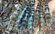 Dự báo giá tôm nước lạnh tăng mạnh trong dịp cuối năm