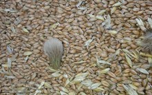 Khẩn cấp tái xuất 1,8 triệu tấn lúa mì nhiễm cỏ kế đồng khỏi Việt Nam