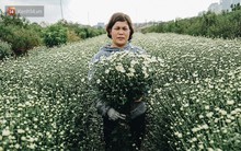 Cúc hoạ mi vào vụ mùa, nông dân Hà Nội hớn hở chào mừng khách đến mua hoa và chụp ảnh