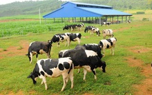 SSI Research: Vinamilk tiếp tục gia tăng thị phần nhưng cần vượt qua nhiều thách thức ngắn hạn về giá nguyên liệu, thay đổi thói quen tiêu dùng