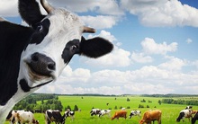 SSI Research: Ngành sữa 2020 tiếp tục tăng trưởng ở mức 1 chữ số, thương vụ VNM-GTN sẽ hoàn tất và thúc đẩy doanh thu hợp nhất tăng 5%