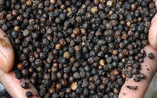 Xuất khẩu hạt tiêu mang về gần 700 triệu USD trong 10 tháng đầu năm 2018