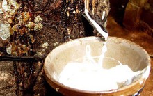 Xuất khẩu cao su tháng 10 tăng mạnh