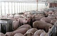 Trung Quốc chịu thua Mỹ trong cuộc chiến thịt heo