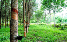 Cao su Đồng Phú (DPR) chốt danh sách cổ đông tạm ứng cổ tức bằng tiền tỷ lệ 40%