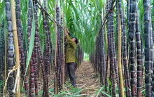 Chi phí tăng cao, Mía đường Lam Sơn (LSS) báo lãi quý 1 chưa bằng 1/10 cùng kỳ