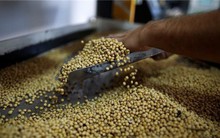 Đậu tương 'ùn ùn' về Việt Nam vì chiến tranh thương mại Mỹ - Trung