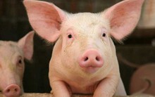 Luật cấm đánh đập trâu, bò, lợn và câu chuyện hội nhập của Việt Nam