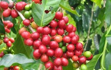 Cà phê ngồi trên lửa