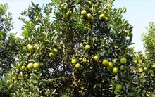 Sản lượng lên tới trên 10 vạn tấn, cam quýt Cao Phong bị "dìm giá"