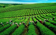 Chè Hiệp Khánh (HKT) bị đưa vào diện kiểm soát, chỉ còn được giao dịch vào thứ 6 hàng tuần