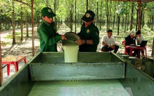 Năm 2019, giá cao su vẫn biến động khó lường