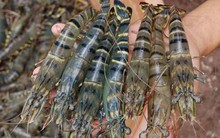 Giá tôm thẻ chân trắng tăng vọt 30%